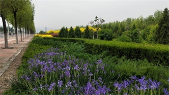 標(biāo)題：張家口經(jīng)開(kāi)區(qū)秋季清水河生態(tài)綠廊建
瀏覽次數(shù)：1794
發(fā)表時(shí)間：2020-10-16