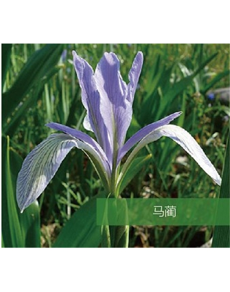 標(biāo)題：地被
瀏覽次數(shù)：1473
發(fā)表時(shí)間：2020-10-17