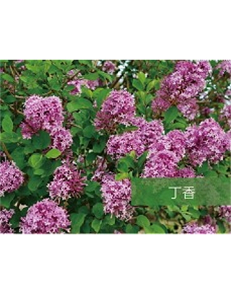 標(biāo)題：?jiǎn)坦嗄?瀏覽次數(shù)：1463
發(fā)表時(shí)間：2020-10-17
