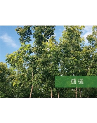 標(biāo)題：?jiǎn)坦嗄?瀏覽次數(shù)：1783
發(fā)表時(shí)間：2020-10-17