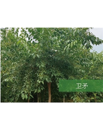 標(biāo)題：?jiǎn)坦嗄?瀏覽次數(shù)：1777
發(fā)表時(shí)間：2020-10-17