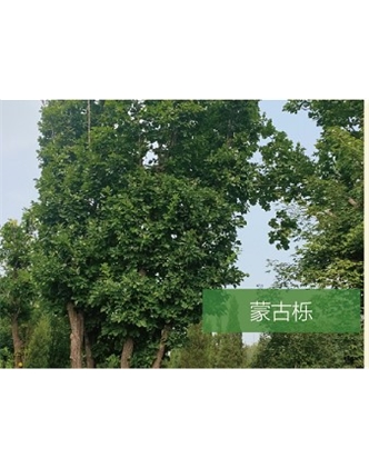 標(biāo)題：?jiǎn)坦嗄?瀏覽次數(shù)：1717
發(fā)表時(shí)間：2020-10-17