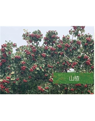 標(biāo)題：?jiǎn)坦嗄?瀏覽次數(shù)：1719
發(fā)表時(shí)間：2020-10-17