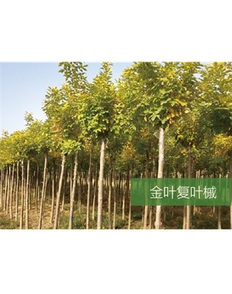 標(biāo)題：?jiǎn)坦嗄?瀏覽次數(shù)：1627
發(fā)表時(shí)間：2020-10-17